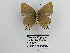  ( - CP Lep 1388)  @11 [ ] CreativeCommons - Attribution Non-Commercial Share-Alike (2018) SNSB, Staatliche Naturwissenschaftliche Sammlungen Bayerns ZSM (SNSB, Zoologische Staatssammlung Muenchen)