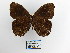  ( - CP Lep 1463)  @11 [ ] CreativeCommons - Attribution Non-Commercial Share-Alike (2018) SNSB, Staatliche Naturwissenschaftliche Sammlungen Bayerns ZSM (SNSB, Zoologische Staatssammlung Muenchen)