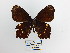  ( - CP Lep 1478)  @11 [ ] CreativeCommons - Attribution Non-Commercial Share-Alike (2018) SNSB, Staatliche Naturwissenschaftliche Sammlungen Bayerns ZSM (SNSB, Zoologische Staatssammlung Muenchen)