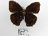  (Eretris depressisima - CP Lep 1482)  @11 [ ] CreativeCommons - Attribution Non-Commercial Share-Alike (2018) SNSB, Staatliche Naturwissenschaftliche Sammlungen Bayerns ZSM (SNSB, Zoologische Staatssammlung Muenchen)