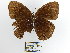  (Eretris lecromi - CP Lep 1483)  @11 [ ] CreativeCommons - Attribution Non-Commercial Share-Alike (2018) SNSB, Staatliche Naturwissenschaftliche Sammlungen Bayerns ZSM (SNSB, Zoologische Staatssammlung Muenchen)
