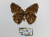  (Cissia sp - CP Lep 1505)  @11 [ ] CreativeCommons - Attribution Non-Commercial Share-Alike (2018) SNSB, Staatliche Naturwissenschaftliche Sammlungen Bayerns ZSM (SNSB, Zoologische Staatssammlung Muenchen)