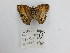 ( - CP Lep 1523)  @11 [ ] CreativeCommons - Attribution Non-Commercial Share-Alike (2018) SNSB, Staatliche Naturwissenschaftliche Sammlungen Bayerns ZSM (SNSB, Zoologische Staatssammlung Muenchen)
