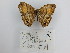  ( - CP Lep 1524)  @11 [ ] CreativeCommons - Attribution Non-Commercial Share-Alike (2018) SNSB, Staatliche Naturwissenschaftliche Sammlungen Bayerns ZSM (SNSB, Zoologische Staatssammlung Muenchen)