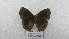  (Eretris encycla - CP Lep 1567)  @11 [ ] CreativeCommons - Attribution Non-Commercial Share-Alike (2018) SNSB, Staatliche Naturwissenschaftliche Sammlungen Bayerns ZSM (SNSB, Zoologische Staatssammlung Muenchen)