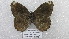  ( - CP Lep 1580)  @11 [ ] CreativeCommons - Attribution Non-Commercial Share-Alike (2018) SNSB, Staatliche Naturwissenschaftliche Sammlungen Bayerns ZSM (SNSB, Zoologische Staatssammlung Muenchen)