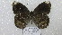 ( - CP Lep 1584)  @11 [ ] CreativeCommons - Attribution Non-Commercial Share-Alike (2018) SNSB, Staatliche Naturwissenschaftliche Sammlungen Bayerns ZSM (SNSB, Zoologische Staatssammlung Muenchen)