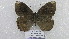  ( - CP Lep 1599)  @11 [ ] CreativeCommons - Attribution Non-Commercial Share-Alike (2018) SNSB, Staatliche Naturwissenschaftliche Sammlungen Bayerns ZSM (SNSB, Zoologische Staatssammlung Muenchen)