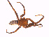  (Ischnocolinae - CP Lep 1608)  @11 [ ] CreativeCommons - Attribution Non-Commercial Share-Alike (2018) SNSB, Staatliche Naturwissenschaftliche Sammlungen Bayerns ZSM (SNSB, Zoologische Staatssammlung Muenchen)