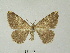  ( - BC ZFMK Lep 00782)  @11 [ ] Copyright (2010) Dr. D. Stuening MNHU (Museum fuer Naturkunde der Humboldt-Universitaet, Berlin)
