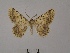  (Gnopharmia colchidaria melanotaenia - BC ZFMK Lep 00790)  @12 [ ] Copyright (2010) Dr. D. Stuening Zoological Research Museum Alexander Koenig