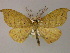 ( - BC ZSM LepTyp 0002)  @11 [ ] CreativeCommons - Attribution Non-Commercial Share-Alike (2010) Axel Hausmann/Bavarian State Collection of Zoology (ZSM) SNSB, Zoologische Staatssammlung Muenchen