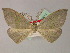  ( - BC ZSM LepTyp 0007)  @11 [ ] CreativeCommons - Attribution Non-Commercial Share-Alike (2010) Axel Hausmann/Bavarian State Collection of Zoology (ZSM) SNSB, Zoologische Staatssammlung Muenchen