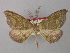  ( - BC ZSM LepTyp 0010)  @14 [ ] CreativeCommons - Attribution Non-Commercial Share-Alike (2010) Axel Hausmann/Bavarian State Collection of Zoology (ZSM) SNSB, Zoologische Staatssammlung Muenchen