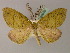  ( - BC ZSM LepTyp 0012)  @11 [ ] CreativeCommons - Attribution Non-Commercial Share-Alike (2010) Axel Hausmann/Bavarian State Collection of Zoology (ZSM) SNSB, Zoologische Staatssammlung Muenchen