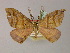  ( - BC ZSM LepTyp 0013)  @13 [ ] CreativeCommons - Attribution Non-Commercial Share-Alike (2010) Axel Hausmann/Bavarian State Collection of Zoology (ZSM) SNSB, Zoologische Staatssammlung Muenchen