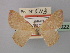  ( - BC ZSM LepTyp 0022)  @13 [ ] CreativeCommons - Attribution Non-Commercial Share-Alike (2010) Axel Hausmann/Bavarian State Collection of Zoology (ZSM) SNSB, Zoologische Staatssammlung Muenchen