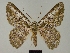  ( - BC ZSM Lep 76021)  @11 [ ] CreativeCommons - Attribution Non-Commercial Share-Alike (2013) Axel Hausmann/Bavarian State Collection of Zoology (ZSM) SNSB, Zoologische Staatssammlung Muenchen