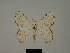  ( - BC ZSM Lep 76023)  @11 [ ] CreativeCommons - Attribution Non-Commercial Share-Alike (2013) Axel Hausmann/Bavarian State Collection of Zoology (ZSM) SNSB, Zoologische Staatssammlung Muenchen