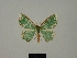  ( - BC ZSM Lep 76039)  @11 [ ] CreativeCommons - Attribution Non-Commercial Share-Alike (2013) Axel Hausmann/Bavarian State Collection of Zoology (ZSM) SNSB, Zoologische Staatssammlung Muenchen