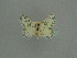  (Archichlora petroselina - BC ZSM Lep 76046)  @11 [ ] CreativeCommons - Attribution Non-Commercial Share-Alike (2013) Axel Hausmann/Bavarian State Collection of Zoology (ZSM) SNSB, Zoologische Staatssammlung Muenchen