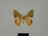  ( - BC ZSM Lep 76049)  @11 [ ] CreativeCommons - Attribution Non-Commercial Share-Alike (2013) Axel Hausmann/Bavarian State Collection of Zoology (ZSM) SNSB, Zoologische Staatssammlung Muenchen