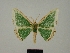  (Archichlora majuscula - BC ZSM Lep 76055)  @11 [ ] CreativeCommons - Attribution Non-Commercial Share-Alike (2013) Axel Hausmann/Bavarian State Collection of Zoology (ZSM) SNSB, Zoologische Staatssammlung Muenchen