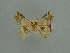  ( - BC ZSM Lep 76061)  @11 [ ] CreativeCommons - Attribution Non-Commercial Share-Alike (2013) Axel Hausmann/Bavarian State Collection of Zoology (ZSM) SNSB, Zoologische Staatssammlung Muenchen