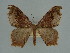  ( - BC ZSM Lep 76080)  @11 [ ] CreativeCommons - Attribution Non-Commercial Share-Alike (2013) Axel Hausmann/Bavarian State Collection of Zoology (ZSM) SNSB, Zoologische Staatssammlung Muenchen