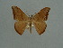  (Hypocoela lurida - BC ZSM Lep 76084)  @11 [ ] CreativeCommons - Attribution Non-Commercial Share-Alike (2013) Axel Hausmann/Bavarian State Collection of Zoology (ZSM) SNSB, Zoologische Staatssammlung Muenchen