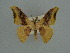 (Hypocoela herbuloti - BC ZSM Lep 76085)  @11 [ ] CreativeCommons - Attribution Non-Commercial Share-Alike (2013) Axel Hausmann/Bavarian State Collection of Zoology (ZSM) SNSB, Zoologische Staatssammlung Muenchen