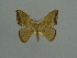  ( - BC ZSM Lep 76086)  @11 [ ] CreativeCommons - Attribution Non-Commercial Share-Alike (2013) Axel Hausmann/Bavarian State Collection of Zoology (ZSM) SNSB, Zoologische Staatssammlung Muenchen