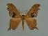  (Hypocoela magica - BC ZSM Lep 76087)  @11 [ ] CreativeCommons - Attribution Non-Commercial Share-Alike (2013) Axel Hausmann/Bavarian State Collection of Zoology (ZSM) SNSB, Zoologische Staatssammlung Muenchen