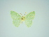  ( - BC ZSM Lep 76142)  @11 [ ] CreativeCommons - Attribution Non-Commercial Share-Alike (2013) Axel Hausmann/Bavarian State Collection of Zoology (ZSM) SNSB, Zoologische Staatssammlung Muenchen
