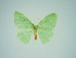  (Heterorachis furcata - BC ZSM Lep 76144)  @11 [ ] CreativeCommons - Attribution Non-Commercial Share-Alike (2013) Axel Hausmann/Bavarian State Collection of Zoology (ZSM) SNSB, Zoologische Staatssammlung Muenchen