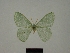  ( - BC ZSM Lep 76145)  @11 [ ] CreativeCommons - Attribution Non-Commercial Share-Alike (2013) Axel Hausmann/Bavarian State Collection of Zoology (ZSM) SNSB, Zoologische Staatssammlung Muenchen