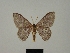  ( - BC ZSM Lep 76147)  @11 [ ] CreativeCommons - Attribution Non-Commercial Share-Alike (2013) Axel Hausmann/Bavarian State Collection of Zoology (ZSM) SNSB, Zoologische Staatssammlung Muenchen