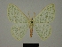  (Heterorachis turlini - BC ZSM Lep 76148)  @11 [ ] CreativeCommons - Attribution Non-Commercial Share-Alike (2013) Axel Hausmann/Bavarian State Collection of Zoology (ZSM) SNSB, Zoologische Staatssammlung Muenchen