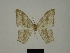  ( - BC ZSM Lep 76155)  @11 [ ] CreativeCommons - Attribution Non-Commercial Share-Alike (2013) Axel Hausmann/Bavarian State Collection of Zoology (ZSM) SNSB, Zoologische Staatssammlung Muenchen