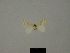  ( - BC ZSM Lep 76162)  @11 [ ] CreativeCommons - Attribution Non-Commercial Share-Alike (2013) Axel Hausmann/Bavarian State Collection of Zoology (ZSM) SNSB, Zoologische Staatssammlung Muenchen