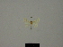  (Mixocera ledermanni - BC ZSM Lep 76163)  @11 [ ] CreativeCommons - Attribution Non-Commercial Share-Alike (2013) Axel Hausmann/Bavarian State Collection of Zoology (ZSM) SNSB, Zoologische Staatssammlung Muenchen
