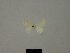  (Mixocera wiedenorum - BC ZSM Lep 76164)  @11 [ ] CreativeCommons - Attribution Non-Commercial Share-Alike (2013) Axel Hausmann/Bavarian State Collection of Zoology (ZSM) SNSB, Zoologische Staatssammlung Muenchen