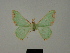  ( - BC ZSM Lep 76171)  @11 [ ] CreativeCommons - Attribution Non-Commercial Share-Alike (2013) Axel Hausmann/Bavarian State Collection of Zoology (ZSM) SNSB, Zoologische Staatssammlung Muenchen