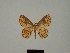  ( - BC ZSM Lep 76173)  @11 [ ] CreativeCommons - Attribution Non-Commercial Share-Alike (2013) Axel Hausmann/Bavarian State Collection of Zoology (ZSM) SNSB, Zoologische Staatssammlung Muenchen