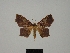  ( - BC ZSM Lep 76183)  @11 [ ] CreativeCommons - Attribution Non-Commercial Share-Alike (2013) Axel Hausmann/Bavarian State Collection of Zoology (ZSM) SNSB, Zoologische Staatssammlung Muenchen