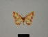 (Chrysocraspeda tanala - BC ZSM Lep 76186)  @11 [ ] CreativeCommons - Attribution Non-Commercial Share-Alike (2013) Axel Hausmann/Bavarian State Collection of Zoology (ZSM) SNSB, Zoologische Staatssammlung Muenchen