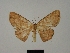  ( - BC ZSM Lep 76188)  @11 [ ] CreativeCommons - Attribution Non-Commercial Share-Alike (2013) Axel Hausmann/Bavarian State Collection of Zoology (ZSM) SNSB, Zoologische Staatssammlung Muenchen