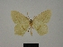  (Traminda aequipuncta - BC ZSM Lep 76190)  @11 [ ] CreativeCommons - Attribution Non-Commercial Share-Alike (2013) Axel Hausmann/Bavarian State Collection of Zoology (ZSM) SNSB, Zoologische Staatssammlung Muenchen