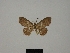  ( - BC ZSM Lep 76191)  @11 [ ] CreativeCommons - Attribution Non-Commercial Share-Alike (2013) Axel Hausmann/Bavarian State Collection of Zoology (ZSM) SNSB, Zoologische Staatssammlung Muenchen