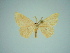  ( - BC ZSM Lep 76192)  @11 [ ] CreativeCommons - Attribution Non-Commercial Share-Alike (2013) Axel Hausmann/Bavarian State Collection of Zoology (ZSM) SNSB, Zoologische Staatssammlung Muenchen